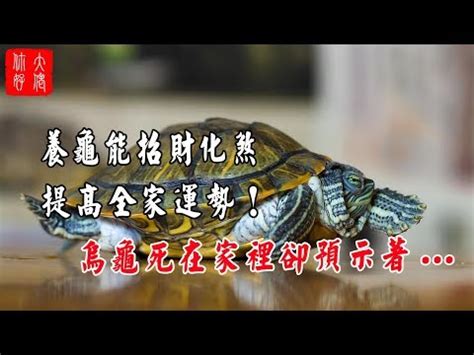 烏龜會招財嗎|養烏龜招財：改善風水、提升運勢的秘訣 